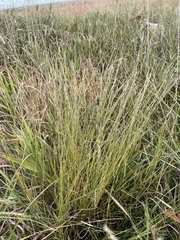 Muhlenbergia richardsonis
