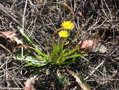 Taraxacum bessarabicum