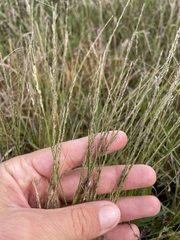 Muhlenbergia richardsonis