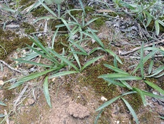Drimia elata
