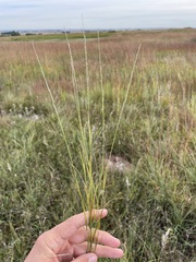 Muhlenbergia richardsonis