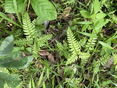 Adiantum latifolium