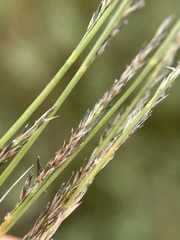 Muhlenbergia richardsonis