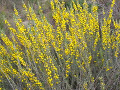 Aspalathus glabrescens