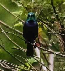 Cinnyris bifasciatus