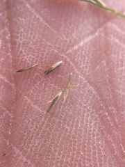 Muhlenbergia richardsonis