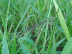 Paracercion v-nigrum