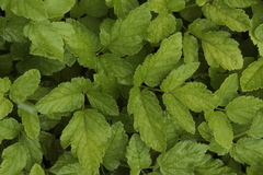 Aegopodium podagraria