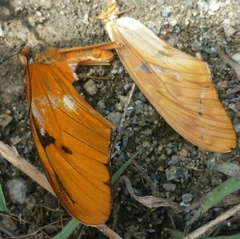 Dryas iulia