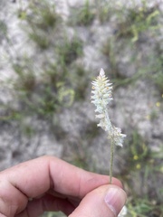 Froelichia floridana
