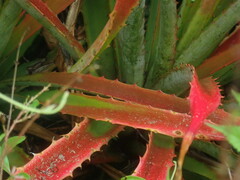 Bromelia