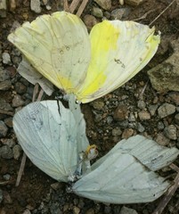 Pieridae