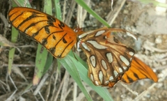 Dione vanillae