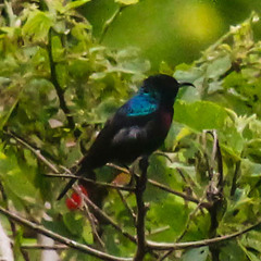 Cinnyris bifasciatus