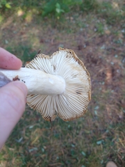 Russula ochroleuca