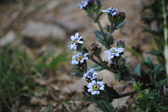 Perezia multiflora