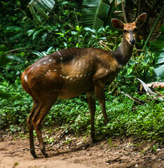 Tragelaphus sylvaticus sylvaticus