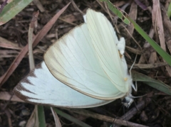 Pieridae