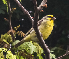 Crithagra mozambica