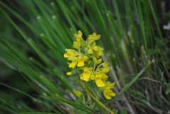 Calceolaria teucrioides