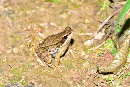 LaTouche's Frog