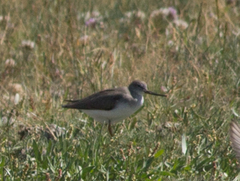 Xenus cinereus
