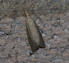 Eoreuma densellus