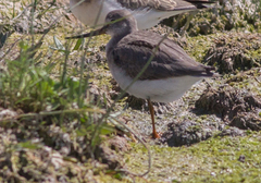 Xenus cinereus