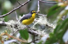 Myioborus melanocephalus