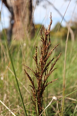 Gahnia radula