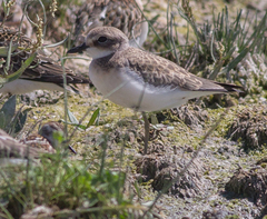 Charadrius leschenaultii