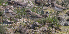 Charadrius leschenaultii