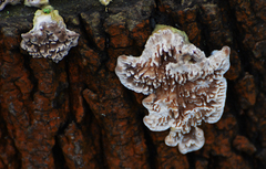 Basidioradulum radula