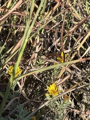 Heterotheca canescens