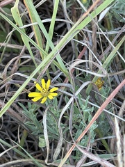 Heterotheca canescens