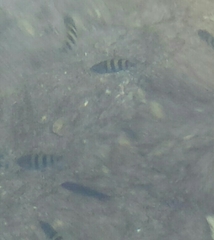 Abudefduf saxatilis