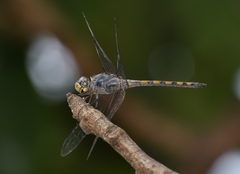 Potamarcha congener