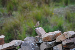 Upucerthia validirostris