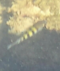 Abudefduf saxatilis