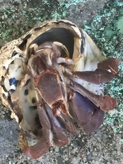 Coenobita clypeatus