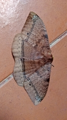 Bombycoidea