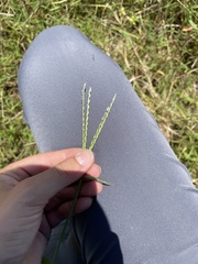 Paspalum distichum