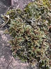 Selaginella rupestris