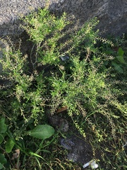 Lepidium ruderale