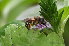 Leuchalictus