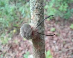 Gymnelia ethodaea