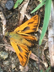 Hylephila phyleus