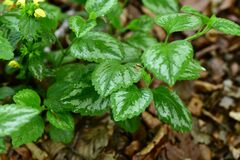 Lamium galeobdolon argentatum