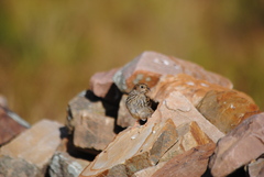Rhopospina alaudina