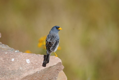 Rhopospina alaudina